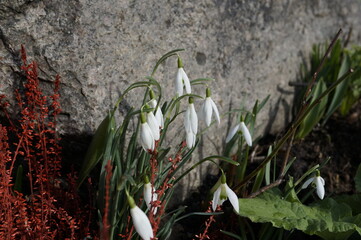 close up image of a group of little snowdrop flowers (galanthus nivalis)