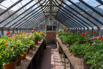 greenhouse with geraniums