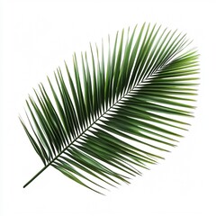 Minimalist Palm Leaves on White Background