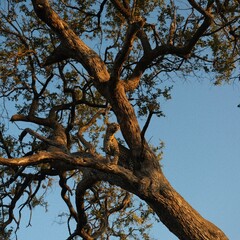 Leopard in South Africa