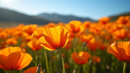 Obraz premium Vibrant orange poppies blooming in sunny field blue sky and distant hills in background