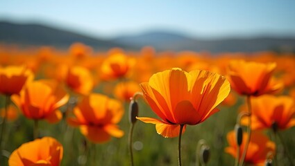 Obraz premium Vibrant orange poppies blooming in sunny field blue sky and distant hills in background