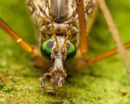 Close-up of a crane fly, also known as mosquito hawk, scientific name: Tipuloidea. with iridescent eyes resting on green moss