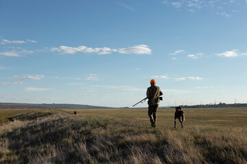 Mature man hunter with gun while walking on field with your dogs