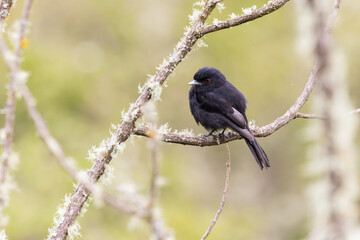 Maria-preta-de-bico-azulado (Knipolegus cyanirostris)