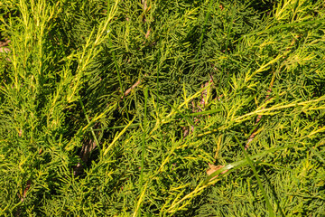 The image depicts a close-up view of vibrant green foliage, capturing the intricate texture of the leaves. Ideal for nature-themed projects or botanical studies.