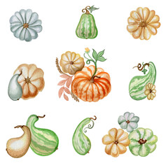 Pumpkins and squashes  isolated on white background. Autumn set of hand crafted watercolor  illustrations.  