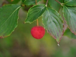 Erdbeerbaum - Japanischer Blumen-Hartriegel