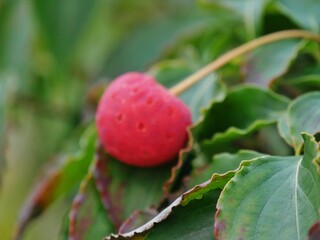 Erdbeerbaum - Japanischer Blumen-Hartriegel