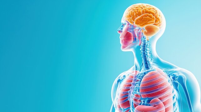 Detailed Medical Anatomy of Human Torso with Internal Organs and Skeletal Framework in Ultra HD Quality, Copy Space Available