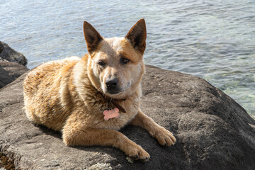 A portrait of an Australian cattle dog sitting on the rocks by the lake on a sunny summer day, enjoying the outdoors.