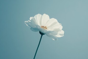Obraz premium Single White Flower Against a Light Blue Background