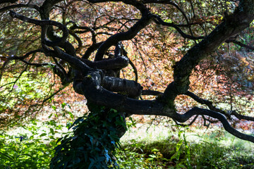 Looking up tree crown with intertwining of branches in the park