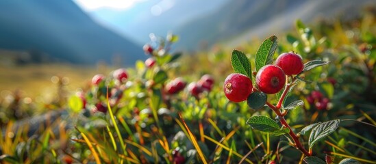 Lingonberry Berries Grown In Alpine Meadows