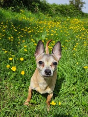 chihuahua in the grass