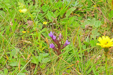 gentianella campestris purple flower photo