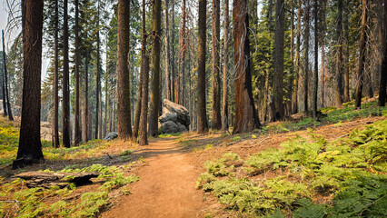 Fototapeta premium Rock at the end of the road