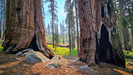the bottom of some sequoias 