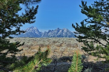 pine trees at the Grand Tetons