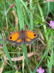 Meadow brown butterfly on flower