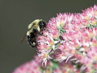 Eastern Bumblebee on Pink Sedum Plant