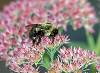 Eastern Bumblebee on a Pink Sedum Plant