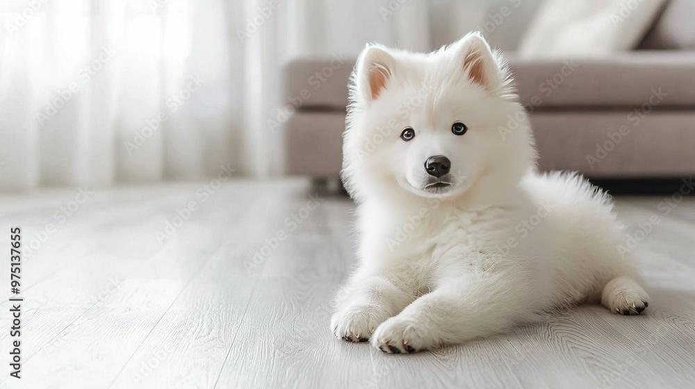 Poster   A small, pure-white dog is positioned on the hardwood floor, directly in front of a cozy couch and an expansive window adorned with crisp white curtains