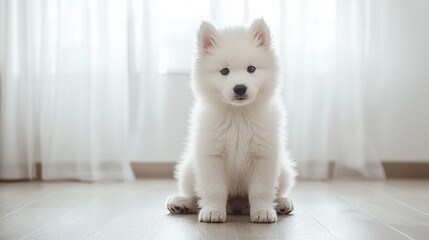   Small white dog on hardwood floor near window with white curtain
