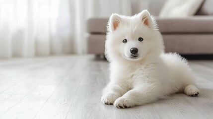   A small, pure-white dog is positioned on the hardwood floor, directly in front of a cozy couch and an expansive window adorned with crisp white curtains