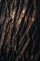 Close-Up of Textured Tree Bark with Detailed Surface, Detailed View of Natural Tree Bark Surface and Texture, Intricate Patterns and Texture of Tree Bark Up Close