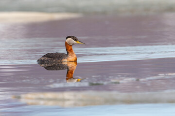 Red-necked Grebe