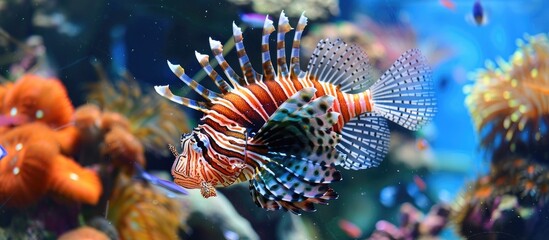 Lionfish Venomous Coral Reef Fish Invasive Species Pterois Volitans Tropical Waters Marine Life