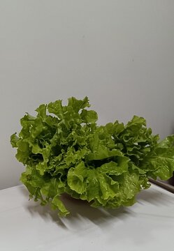 Salada crespa gigante de cor bem verde.diet