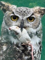 Up close meal 