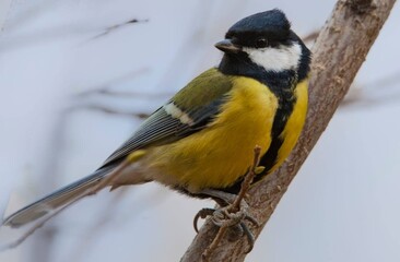 yellow wagtail on a branch
