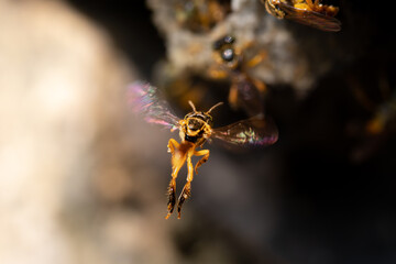 Stingless bee from behind while flying into honeycomb. Tetragonisca angustula