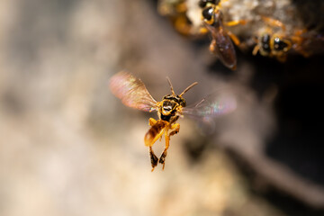 Stingless bee from behind while flying into honeycomb. Tetragonisca angustula