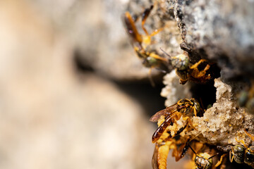 Stingless bees going inside and out of honeycomb. Tetragonisca angustula