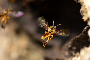 Stingless bee from behind while flying into honeycomb. Tetragonisca angustula