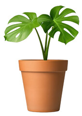 A vibrant green plant in a simple terracotta pot, perfect for enhancing indoor spaces and adding a touch of nature.