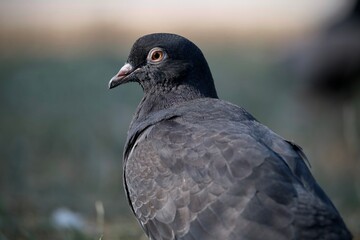 Pigeon