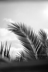 Obraz premium Black and White Palm Tree with Sky and White Clouds