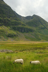 sheep in the mountains - glencoe, scotland