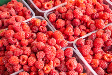 Fresh raspberries in plastic containers. Red healthy berry. Organic fruits. Raspberries on farmer market stand. Delicious berry grown without pesticides. Natural raspberries collected by farmers