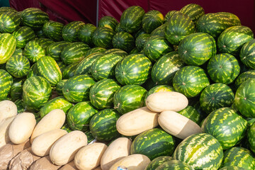 Pile of fresh watermelons delicious melons outdoors. Large green watermelons. Sweet melons are sold at farmers market. Organic fruits. Denis is from pumpkin family. Watermelons to quench thirst