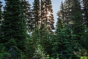 pine tree forest