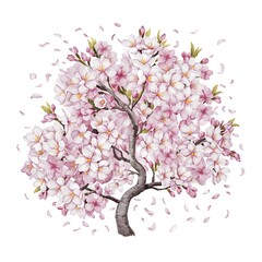 Fototapeta premium Watercolor spring blooming cherry tree flowers, buds and branches collection, hand painted isolated on a white background