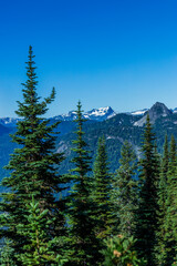 trees in the mountains