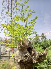 The Moringa oleifera tree is a multipurpose plant that has many advantages compared to other plants. This plant can grow in a variety of soil conditions and requires minimal irrigation and can live in
