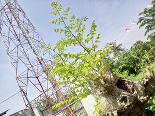 The Moringa oleifera tree is a multipurpose plant that has many advantages compared to other plants. This plant can grow in a variety of soil conditions and requires minimal irrigation and can live in